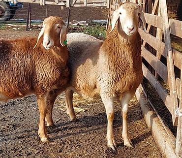 Chrysler: Сатам | Козу, Кочкор (эркек) | Көбөйтүү үчүн | Асыл тукумдуу, Жасалма жол менен боозутуу lalafo.kg да — 4 Chrysler: Сатам | Козу, Кочкор (эркек) | Көбөйтүү үчүн | Асыл тукумдуу, Жасалма жол менен боозутуу — 4