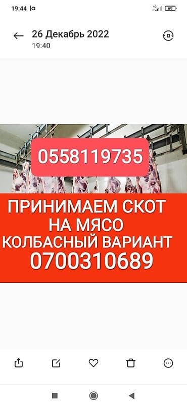 Колбаса цехи : Уйлар, букалар, Жылкылар, аттар, | Күнү-түнү, Бардык шартта, Союлган lalafo.kg да Колбаса цехи : Уйлар, букалар, Жылкылар, аттар, | Күнү-түнү, Бардык шартта, Союлган
