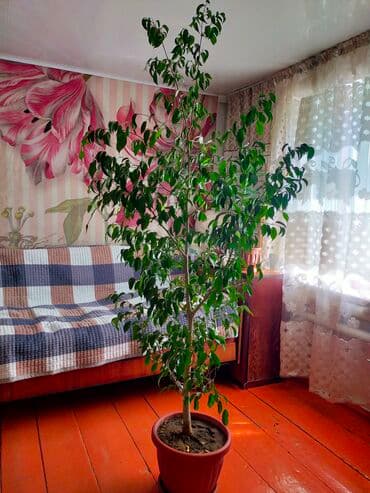 Продам фикус Бенжамина. высота под 2 метра at lalafo.kg Продам фикус Бенжамина. высота под 2 метра