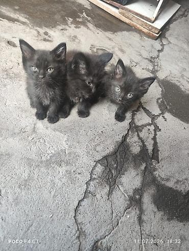 Прошу минутку внимания спасли кошку она была беременна кто не at lalafo.kg Прошу минутку внимания спасли кошку она была беременна кто не
