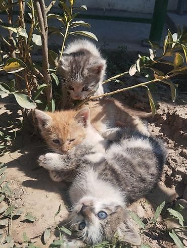 Беспородная, 2 месяца, Мальчик, Приучена к лотку at lalafo.kg Беспородная, 2 месяца, Мальчик, Приучена к лотку
