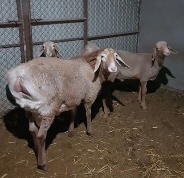 Продаю | Баран (самец), Ягненок | Арашан at lalafo.kg Продаю | Баран (самец), Ягненок | Арашан