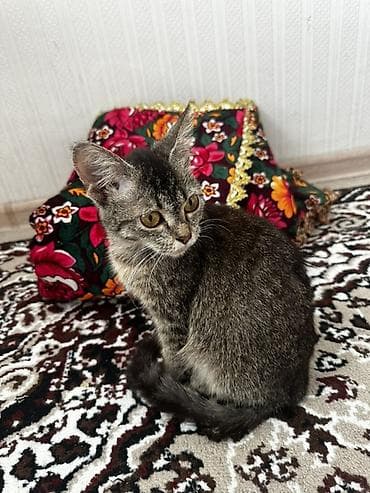 Беспородная, 3 месяца, Девочка, Приучена к лотку at lalafo.kg Беспородная, 3 месяца, Девочка, Приучена к лотку