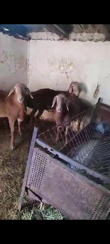 Продаю | Овца (самка) | Для разведения | Матка at lalafo.kg Продаю | Овца (самка) | Для разведения | Матка