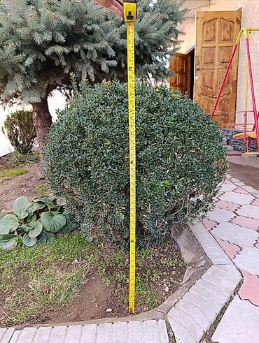 Самшит: Самшит вечнозелёный (Buxus sempervirens), сформированный в плотный шар lalafo.kg да — 1 Самшит: Самшит вечнозелёный (Buxus sempervirens), сформированный в плотный шар — 1