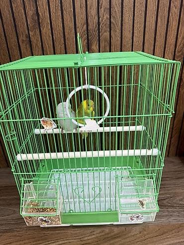 Срочно продаю волнистых попугаев
связи с переездом
Корм подарок at lalafo.kg Срочно продаю волнистых попугаев
связи с переездом
Корм подарок