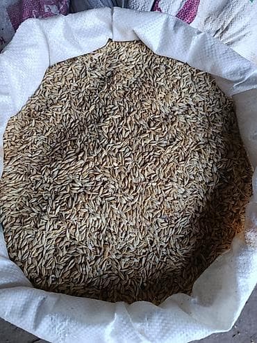 Продаю ячмень, 3 тонны+- чистый,сухой, в мешках, по 22 с кг at lalafo.kg Продаю ячмень, 3 тонны+- чистый,сухой, в мешках, по 22 с кг