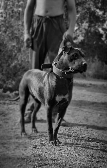 Dacia: Питбуль, 1 жаш, Ургаачы, Эмделген lalafo.kg да — 1 Dacia: Питбуль, 1 жаш, Ургаачы, Эмделген — 1