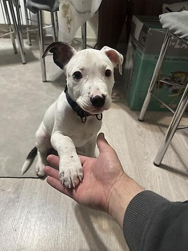 Proton: Продается щеночек Питбуля чистый Девочка Белая с темными пятнами lalafo.kg да — 4 Proton: Продается щеночек Питбуля чистый Девочка Белая с темными пятнами — 4