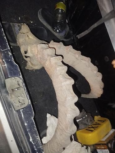 Роговой череп с массивными закрученными рогами - Большой природный at lalafo.kg Роговой череп с массивными закрученными рогами - Большой природный