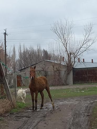Продаю | Жеребец | Полукровка | Рабочий at lalafo.kg Продаю | Жеребец | Полукровка | Рабочий