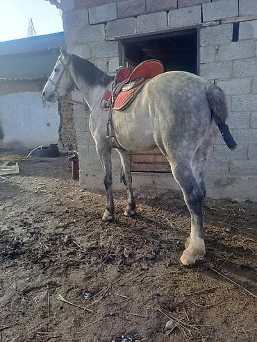 Продаю | Конь (самец) | Полукровка | Рабочий | Племенные at lalafo.kg Продаю | Конь (самец) | Полукровка | Рабочий | Племенные