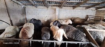 Продаю | Баран (самец) | На забой, Для разведения | Осеменитель at lalafo.kg Продаю | Баран (самец) | На забой, Для разведения | Осеменитель