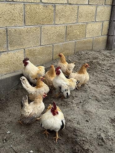 Продаю | Петух, Куры | Для разведения at lalafo.kg Продаю | Петух, Куры | Для разведения