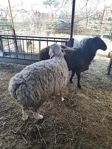 Продаю | Овца (самка) | Для разведения | Матка at lalafo.kg Продаю | Овца (самка) | Для разведения | Матка