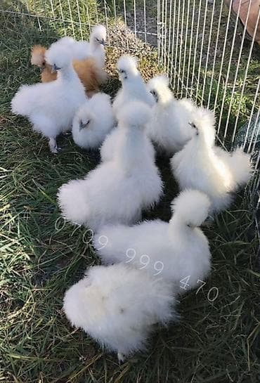 Продам кур порода - китайская шелковая. Данная порода характеризуется at lalafo.kg Продам кур порода - китайская шелковая. Данная порода характеризуется