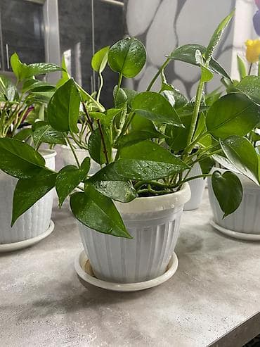 Аглаонемалар: Сциндапсус (Эпипремнум aureum) в горшках - Разновидность: зеленый и lalafo.kg да — 2 Аглаонемалар: Сциндапсус (Эпипремнум aureum) в горшках - Разновидность: зеленый и — 2