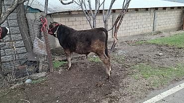 Продаю | Бык (самец), Тёлка, Музоо, торпок | Алатауская, Швицкая, Симментальская | На откорм, Для разведения | Племенные, Осеменитель, Не стельные at lalafo.kg — 5 Продаю | Бык (самец), Тёлка, Музоо, торпок | Алатауская, Швицкая, Симментальская | На откорм, Для разведения | Племенные, Осеменитель, Не стельные — 5