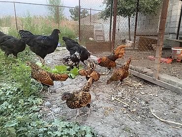 Продаю | Куры | Для разведения at lalafo.kg Продаю | Куры | Для разведения