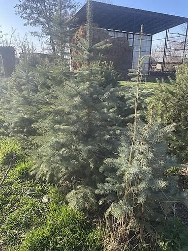 Ель голубая (Picea pungens, Blue Spruce) с открытого грунта. Продаю at lalafo.kg Ель голубая (Picea pungens, Blue Spruce) с открытого грунта. Продаю
