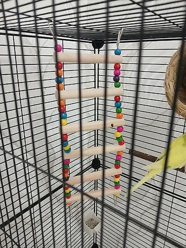 Просторная клетка для птиц, оснащенная всем необходимым для at lalafo.kg Просторная клетка для птиц, оснащенная всем необходимым для