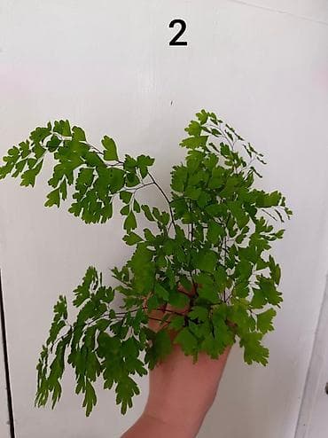 🌿 Продаю Адиантум (Венерин волос) - нежный и очень живучий! Продаю at lalafo.kg 🌿 Продаю Адиантум (Венерин волос) - нежный и очень живучий! Продаю