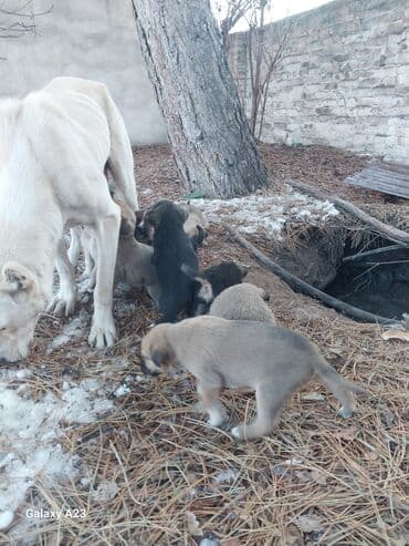 Щенки от домашней собаки средней/крупной породы. - Помёт at lalafo.kg Щенки от домашней собаки средней/крупной породы. - Помёт