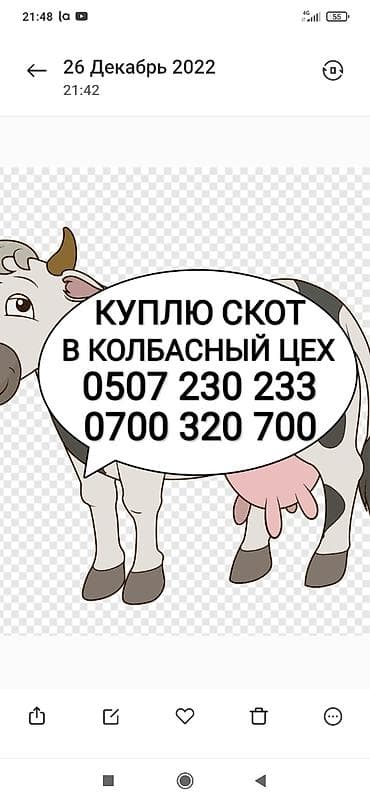 Колбаса цехи : Уйлар, букалар, Жылкылар, аттар, | Күнү-түнү, Бардык шартта, Союлган lalafo.kg да Колбаса цехи : Уйлар, букалар, Жылкылар, аттар, | Күнү-түнү, Бардык шартта, Союлган