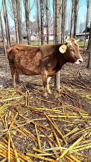 Продаю | Корова (самка) | Швицкая | На откорм | Привязанные at lalafo.kg Продаю | Корова (самка) | Швицкая | На откорм | Привязанные