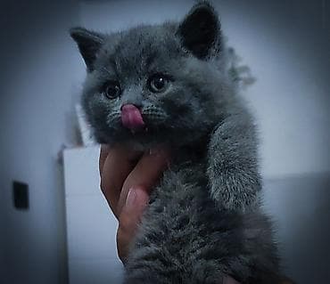 Шотландские плюшевые мальчишки,фолд(продан) и 2 страйта.Возраст 1.5 at lalafo.kg Шотландские плюшевые мальчишки,фолд(продан) и 2 страйта.Возраст 1.5