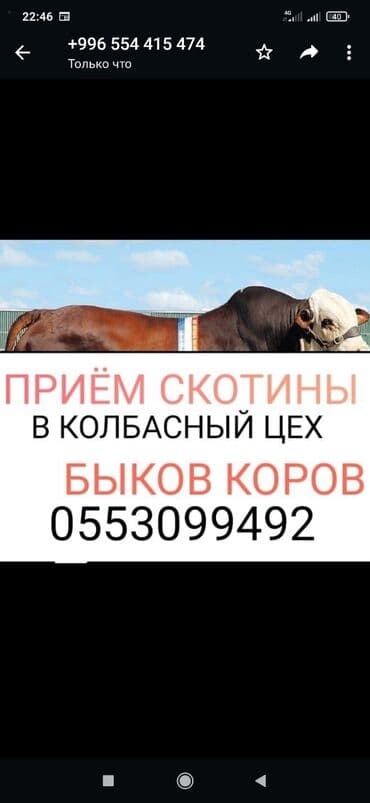 Куплю | Коровы, быки, Лошади, кони, Другие с/х животные | Круглосуточно, Любое состояние, Забитый at lalafo.kg Куплю | Коровы, быки, Лошади, кони, Другие с/х животные | Круглосуточно, Любое состояние, Забитый