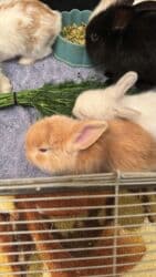 Чычкандар: Мини-крольчата породы - минилоп и карликовые барашки - вислоухие😍😍😍 - lalafo.kg да — 3 Чычкандар: Мини-крольчата породы - минилоп и карликовые барашки - вислоухие😍😍😍 - — 3