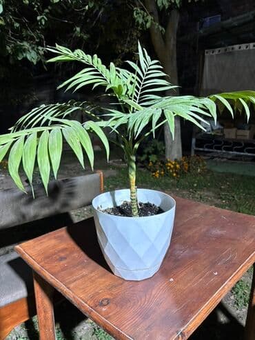 Комнатная пальма (вероятно ховея/хамедорея) в декоративном горшке. - at lalafo.kg Комнатная пальма (вероятно ховея/хамедорея) в декоративном горшке. -