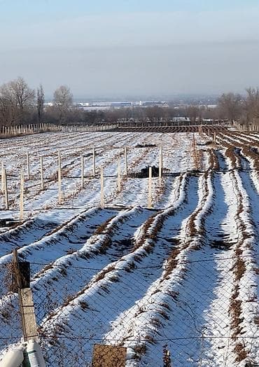 2500 соток, Для сельского хозяйства, Договор купли-продажи, Договор долевого участия at lalafo.kg 2500 соток, Для сельского хозяйства, Договор купли-продажи, Договор долевого участия