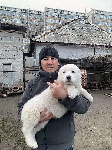 Алабай, 2 месяца, Самец, С прививкой at lalafo.kg Алабай, 2 месяца, Самец, С прививкой
