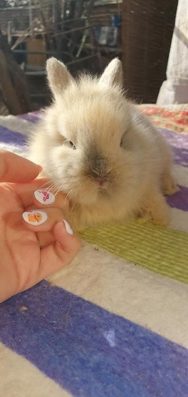 Пушистые домашнее белое чудо.в наличии всегда крольчата разных lalafo.kg да — 5 Пушистые домашнее белое чудо.в наличии всегда крольчата разных — 5