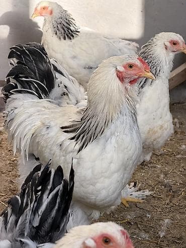 Продаю молодых петушков (17 штук). Для разведения. Порода Светлая at lalafo.kg Продаю молодых петушков (17 штук). Для разведения. Порода Светлая