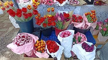 Тюльпаны с луковицей оптом от 80 сом
- at lalafo.kg Тюльпаны с луковицей оптом от 80 сом
-