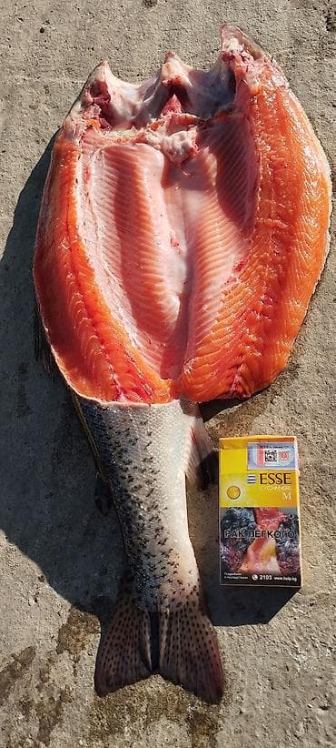 Рыбалка ! В токмоке, частный пруд ! Вода артазиан,чистая проточная,без at lalafo.kg — 4 Рыбалка ! В токмоке, частный пруд ! Вода артазиан,чистая проточная,без — 4