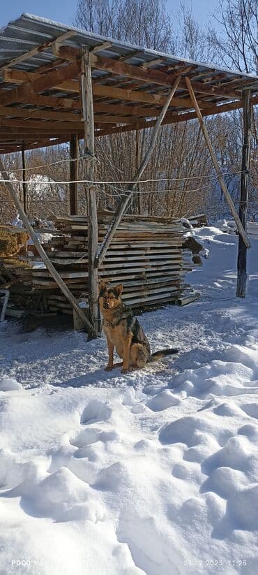 Малды жакшы кайтарат, команданы тушунот at lalafo.kg Малды жакшы кайтарат, команданы тушунот