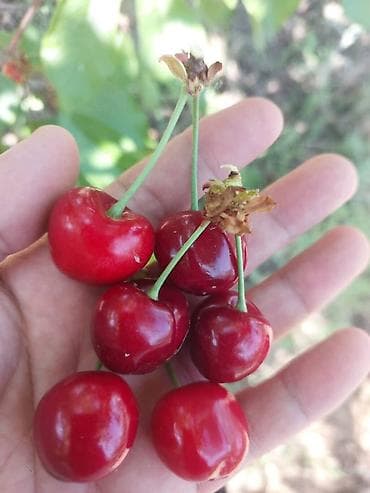Черешня Оптом, В розницу, Самовывоз, Платная доставка at lalafo.kg Черешня Оптом, В розницу, Самовывоз, Платная доставка