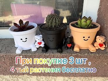 Комнатные растения кактус и суккулент красный и зеленый . В at lalafo.kg Комнатные растения кактус и суккулент красный и зеленый . В