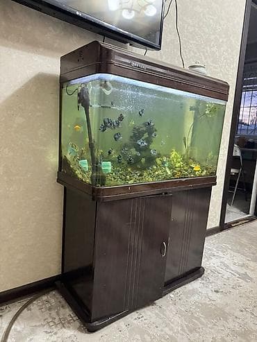 Аквариум 75 см с тумбой, в хорошем состоянии Продаётся большой at lalafo.kg Аквариум 75 см с тумбой, в хорошем состоянии Продаётся большой