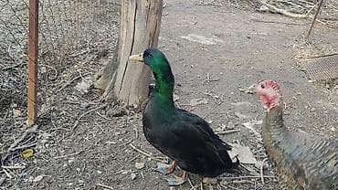 Утка (селезень) с насыщенным чёрным оперением с изумрудным отливом at lalafo.kg Утка (селезень) с насыщенным чёрным оперением с изумрудным отливом