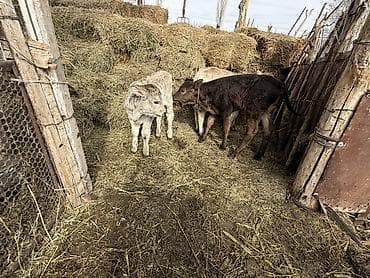Звоните по номеру at lalafo.kg Звоните по номеру
