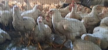 Продаю | Куры | Бройлерная at lalafo.kg Продаю | Куры | Бройлерная