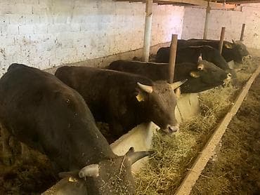 Продаю | Бык (самец) | На откорм at lalafo.kg Продаю | Бык (самец) | На откорм