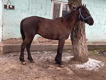 ЗИЛ: Сатам | Жылкы (эркек) | Аргын lalafo.kg да — 8 ЗИЛ: Сатам | Жылкы (эркек) | Аргын — 8