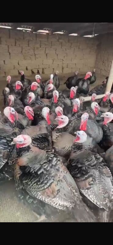 Продаю | Индюк (самец) | Бройлерная | Для разведения | Племенные at lalafo.kg Продаю | Индюк (самец) | Бройлерная | Для разведения | Племенные