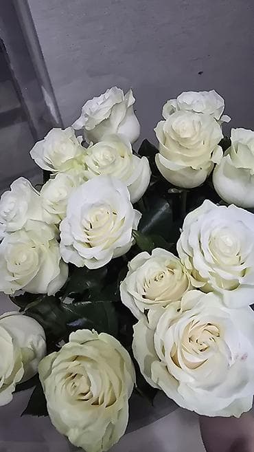 СРОЧНО!!! ПРОДАЮ БУКЕТ РОЗ ДЕШЕВО!!! at lalafo.kg СРОЧНО!!! ПРОДАЮ БУКЕТ РОЗ ДЕШЕВО!!!